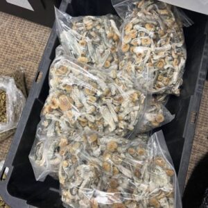 Albino Penis Envy Mushrooms