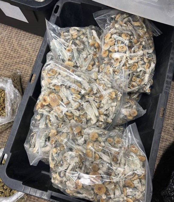 Albino Penis Envy Mushrooms