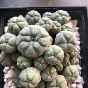 Peyote Cactus (Lophophora Williamsii)