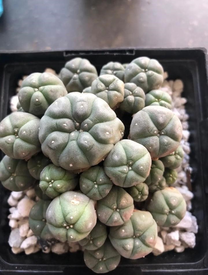 Peyote Cactus (Lophophora Williamsii)