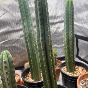 Buy San Pedro Cactus