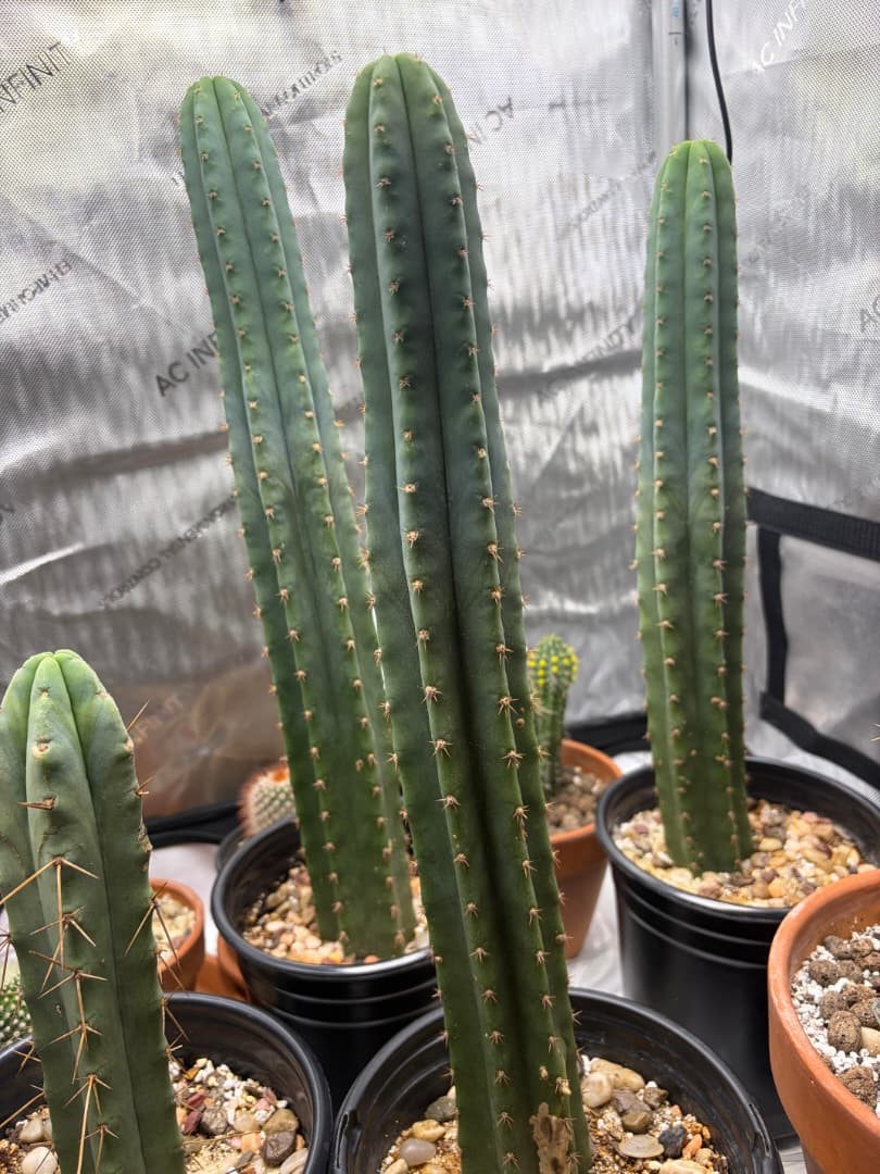 Buy San Pedro Cactus